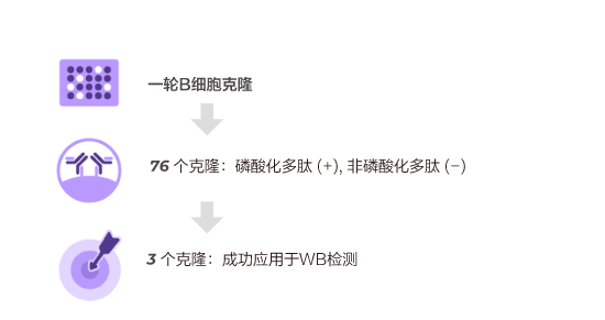 Anti-Idiotypic Antibody Application 