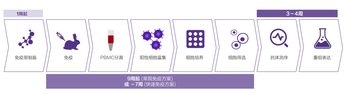 9~11 wks (conventional immunization protocol) or ~7 weeks (MonoExpress™ fast immunization protocol) 