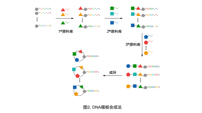 DNA模板合成法