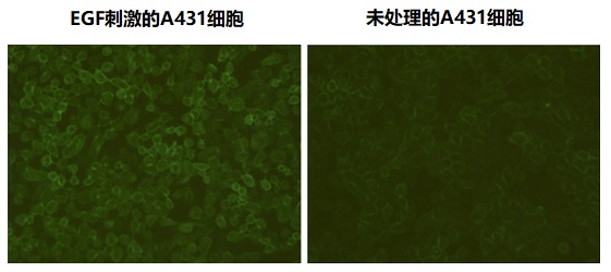 使用THE™ 磷酸化抗体 (E10)plus进行免疫荧光分析