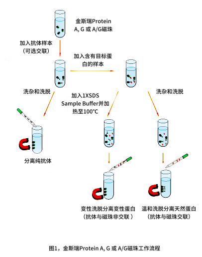 Protein A, G and A/G磁珠工作流程