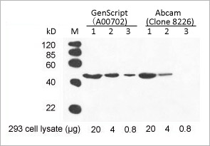 beta Actin Antibody