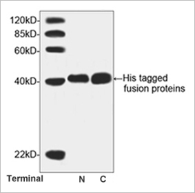 His tag Antibody