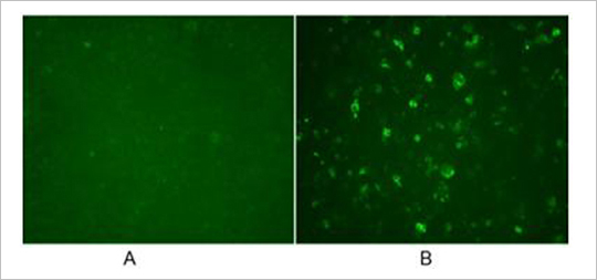 His Tag Antibody