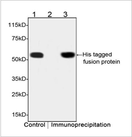 His Tag Antibody