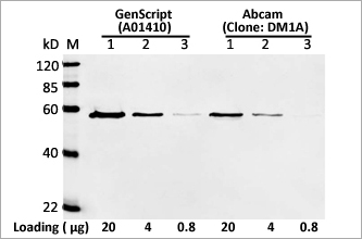 alpha Tubulin Antibody