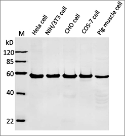 alpha Tubulin Antibody