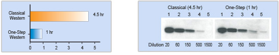 western blot kit