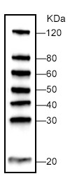 WB-MASTER Protein Standard