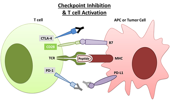 Checkpoint Inhibition