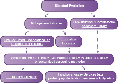 Directed Evolution for Protein Engineering