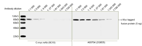 cMyc tag antibody