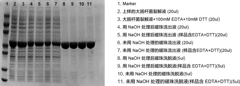 Ni-TED磁珠耐受NaOH处理的对比实验