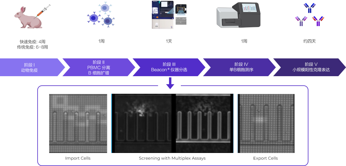 antibody discovery via single b cell workflow