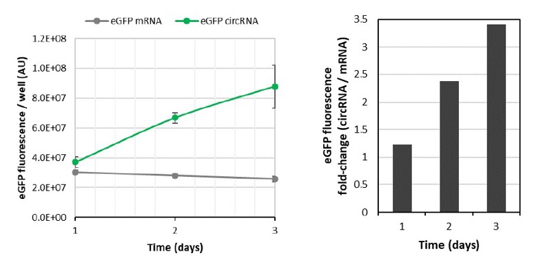 eGFP 环状RNA