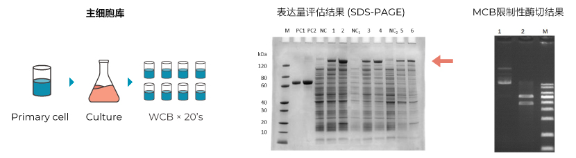 表达量评估 & 限制性酶切图谱