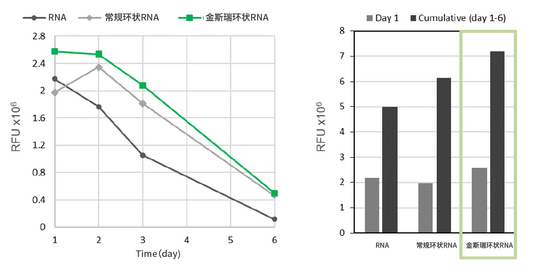 凯发一触即发环状RNA较之常规环状RNA，蛋白表达量更 