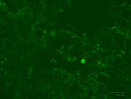 Transduction Test