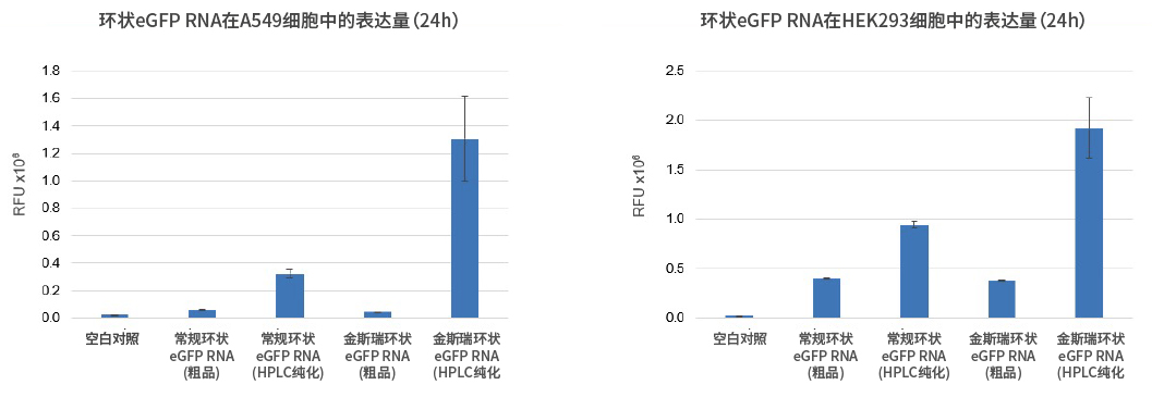 凯发一触即发环状RNA在多个细胞模型上蛋白表达量更高