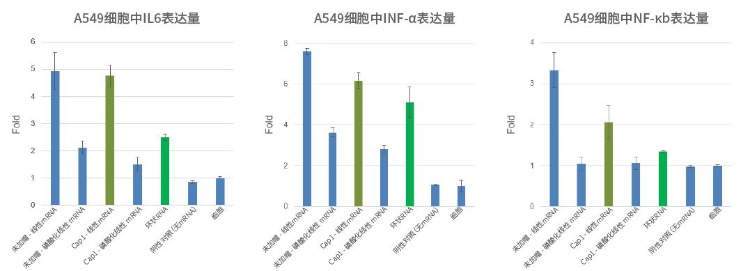 环状RNA较之添加Cap1的线性mRNA，免疫原性更低