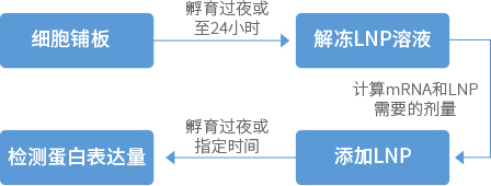 mRNA LNP如何用于体外细胞转染