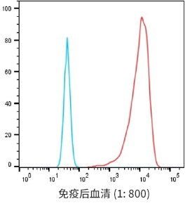 Serum titer after CLD18.2-LNP immunization